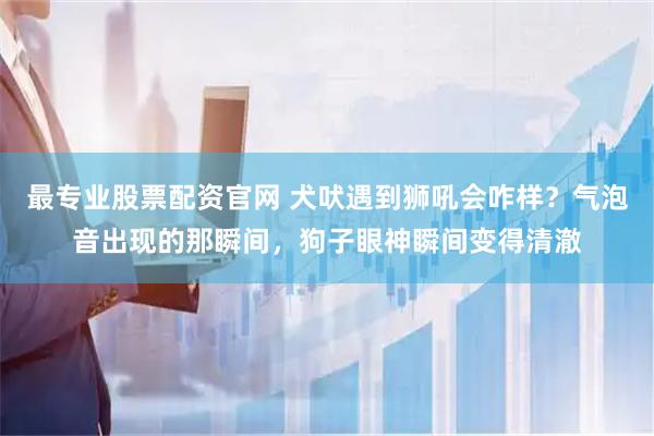 最专业股票配资官网 犬吠遇到狮吼会咋样？气泡音出现的那瞬间，狗子眼神瞬间变得清澈