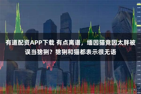 有道配资APP下载 有点离谱，缅因猫竟因太胖被误当猞猁？猞猁和猫都表示很无语